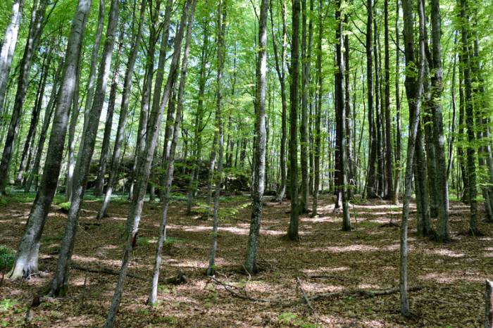 birch forest adalsborgen