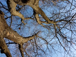 winter-tree-branches-from-below